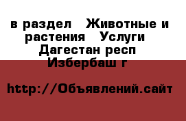  в раздел : Животные и растения » Услуги . Дагестан респ.,Избербаш г.